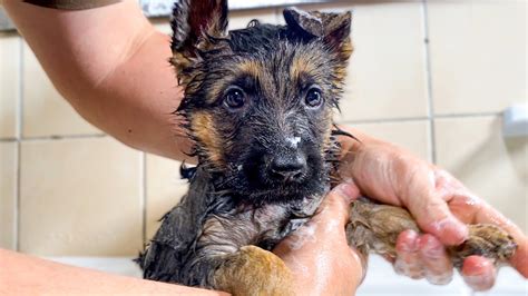 German Shepherd Puppy First Bath