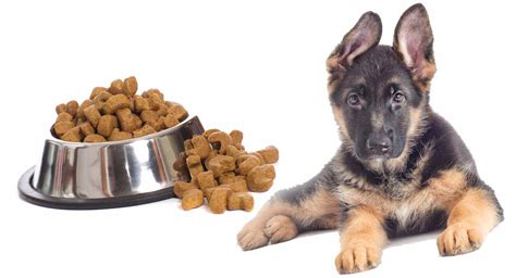German Shepherd Puppy Food Requirements