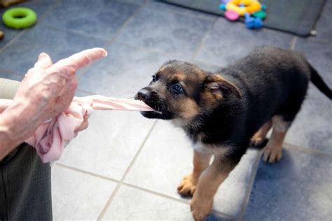 German Shepherd Puppy Keeps Biting