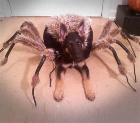 German Shepherd Puppy Spider Costume