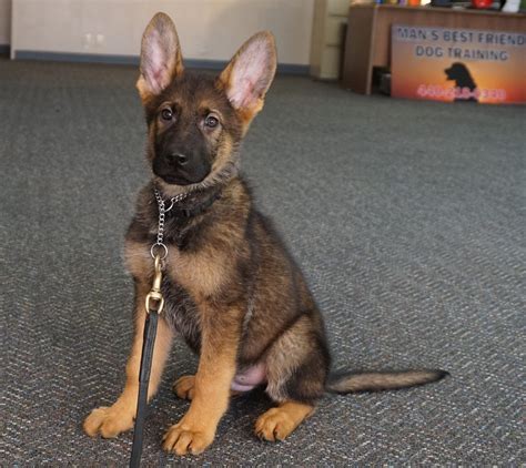 German Shepherd Rescue Puppies For Sale Near Me