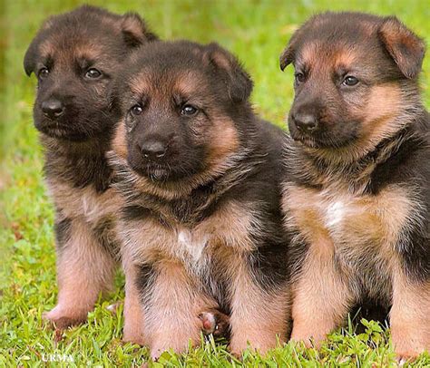 German Shepherd Shepherd Puppies