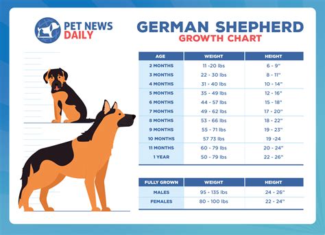 German Shepherd Size - Growth, Height And Weight - The …