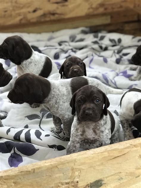 German Shorthair Pups Pets And Animals For Sale - Minnesota