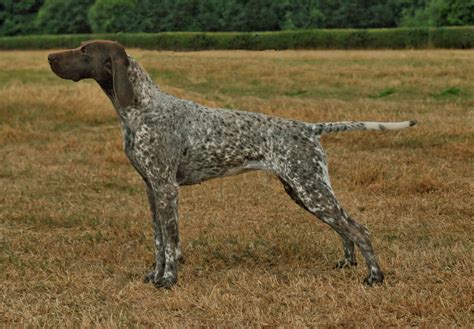 German Shorthaired Pointer Tail Injuries TrainPetDog