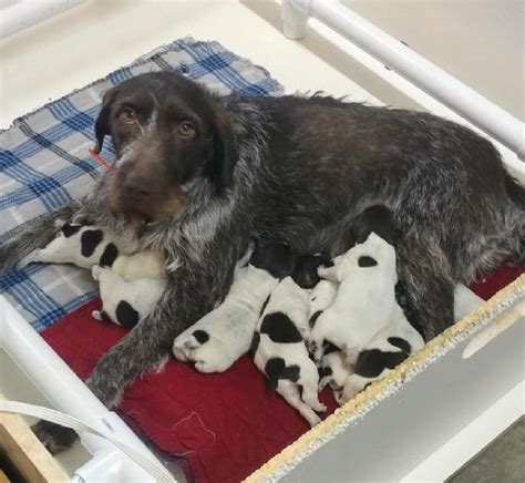 German Wirehaired Pointer - Puppies for Sale - Gundog Central