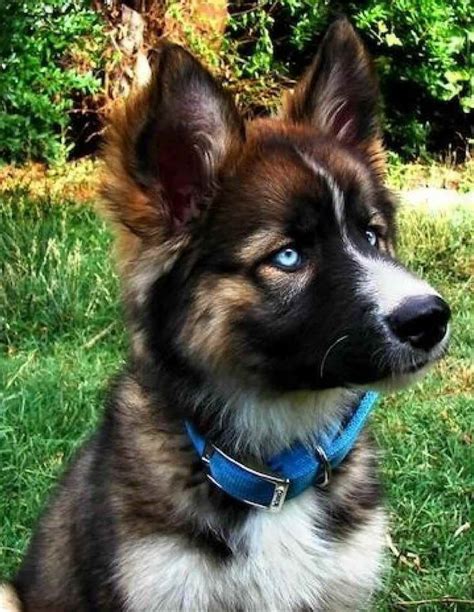 German and husky mix puppy. Written by Tamsin De La Harpe. Updated on April 12, 2024. Share. Imagine a dog that combines the striking intelligence of a German Shepherd with the playful spirit … 