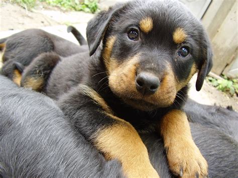 German and rottweiler mix. Source: Pinterest. This beautiful mix has the loving expression of a Rottweiler and the impressive mass of a mastiff. 5. Golden Rottie (Golden Retriever x Rottweiler Mix) Source: Pinterest. The Golden Rottie is a mix between a Golden Retriever and a Rottweiler. The Golden Retriever parent breed is well-known for being sweet, kind, and friendly ... 