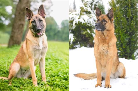 An adult German Shepherd dog can easily weigh 50 to 90 pounds and stand 22 to 26 inches tall (paw pads to shoulder). Male dogs tend to be taller and weigh more than female dogs in adulthood. The Boston Terrier as an adult will typically weigh between 12 and 25 pounds and stand 15 to 17 inches tall (paw pads to shoulder).. 