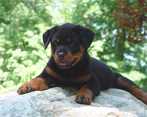 German bred rottweiler puppies. 17 Aug 2023 ... During week 3 we work on sound conditioning the puppies so they aren't afraid of loud noises. Caprice's Rottweiler puppies are doing so well ... 