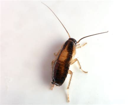 German cockroach nymph. These roaches are similar in size, shape and color to German cockroaches. Egg cases (oothecae) are light brown, elongated and purse-like in shape. They can hold up to around 40 eggs each. Nymphs, when small, are wingless and dark brown with light markings towards the center of the body. Older … 