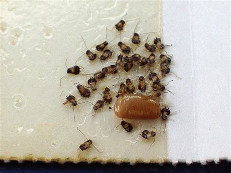 German cockroach nymphs. Color: Adults are pale brown. The nymphs are darker, almost all black. They have dark stripes behind the head. The male is light brown and has a slender abdomen ... 