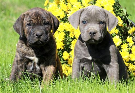 Founded in 1884, the AKC is the recognized and trusted expert in breed, health and training information for dogs. AKC actively advocates for responsible dog ownership and is dedicated to advancing dog sports. Find Cane Corso Puppies and Breeders in your area and helpful Cane Corso information. All Cane Corso found here are from AKC-Registered .... 