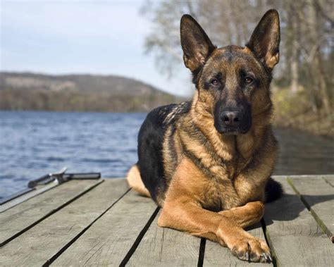 German dogs. The German Shepherd dog is found living only in places where people have established a residence. Since the German shepherd was bred as a domesticated breed to fulfil a role as a h... 