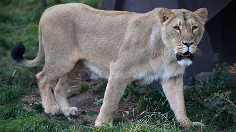 German police search for a lion suspected to be on the loose on the edge of Berlin