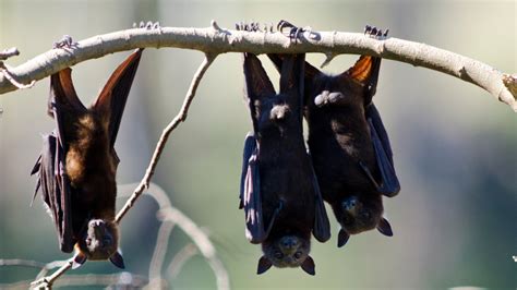 German police seize cooked bats from van on Belgian border
