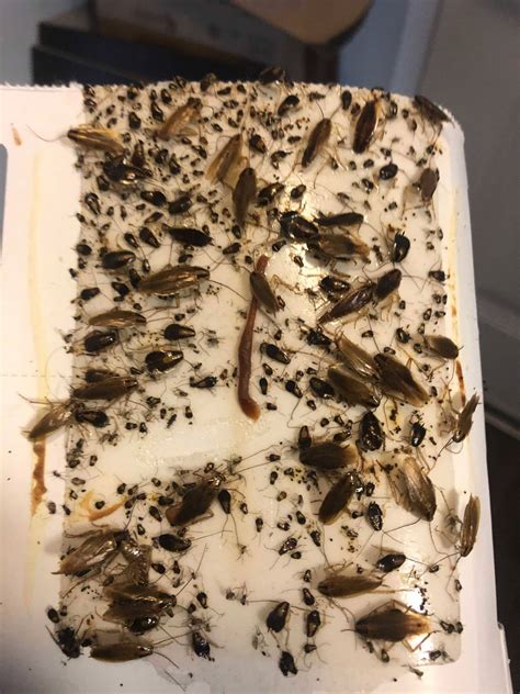 German roach infestation. Updated June 21, 2023. Get quotes from up to 3 pros! Enter a zip below and get matched to top-rated pros near you. Find pros. Many homeowners are familiar with cockroach basics: The invasive bugs scurry around in the … 