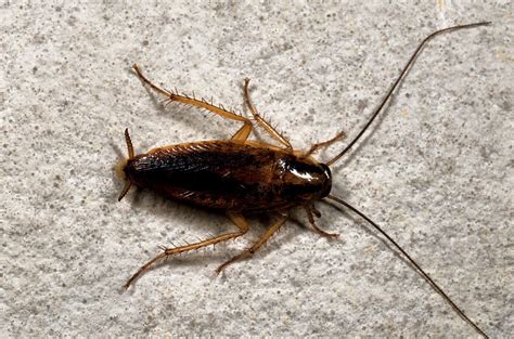German roaches. The most common kitchen hiding spots for German roaches include: Under your kitchen sink: Pull out everything from underneath the sink! Once you have all of the cleaning products pulled out, look inside and up. Many people miss examining this spot and miss German roaches hiding as a result. Your counter backsplashes: In the average … 