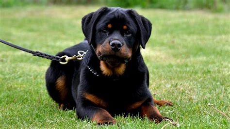 German rottweiler prices. Things To Know About German rottweiler prices. 
