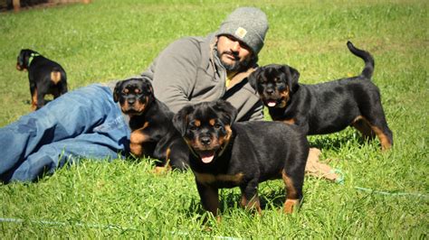 We breed large, beautiful AKC Rottweiler puppies, with c
