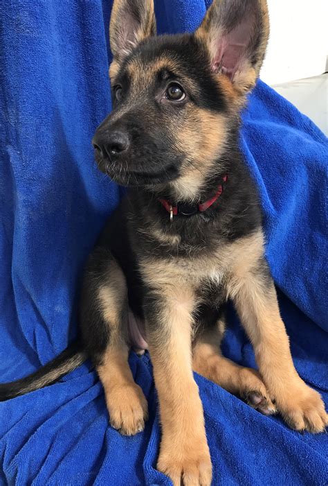  Prices for German Shepherd puppies for sale in Buffalo, NY vary by breeder and individual puppy. On Good Dog today, German Shepherd puppies in Buffalo, NY range in price from $2,000 to $2,500. Because all breeding programs are different, you may find dogs for sale outside that price range. …. . 