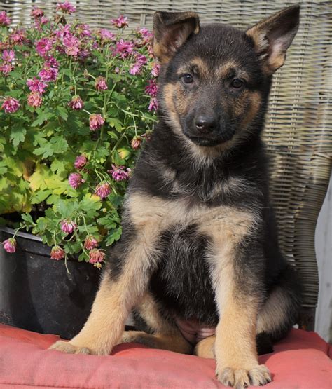 German shepherd fir sale. Shiphra German Shepherds is an Ontario breeder of only the finest German Shepherd Puppies. We are a smaller German Shepherd breeder. We produce Quality not quantity. We breed very Strong and healthy dogs. Our Dogs have very stable temperaments. We have German Shepherd Puppies from world champion bloodlines, suitable for family … 