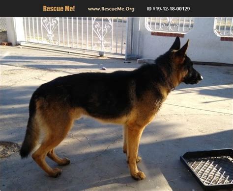 German Shepard. Seller: Leonardsotelo08. I have full breed German Shepard's for sale hmu if you like to buy one they come with t.. Puppies » German Shepherd. Texas » Dallas. Premium. $1,500.. 