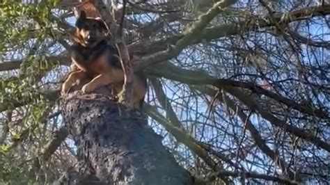 German shepherd gets stuck 25 feet up tree in California