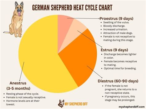German shepherd heat cycle chart.  German Shepherd Heat Cycle Chart - There may be a lot of ...