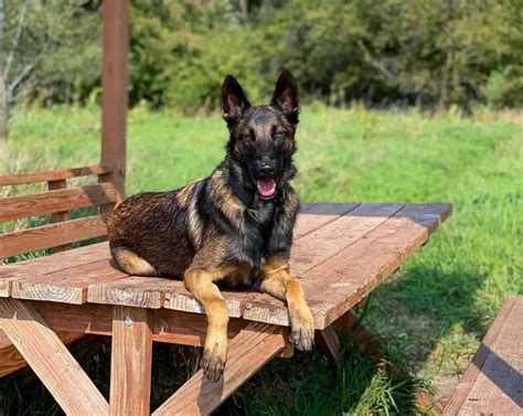 German shepherd mix belgian malinois puppy. German Shepherd puppies are known for their intelligence, loyalty, and versatility. Whether you’re planning to raise a German Shepherd puppy as a family pet or train them for speci... 