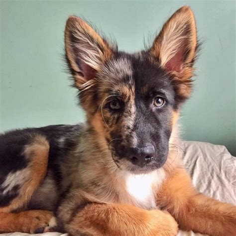 The German Shepherd Australian Shepherd mix will likely embody the guarding instincts of the GSD, and the protectiveness of the Aussie. You likely won’t have an effective guard dog with this particular German Shepherd cross. Their size and appearance probably won’t be intimidating, and likely won’t follow up any barking with a bite.. 