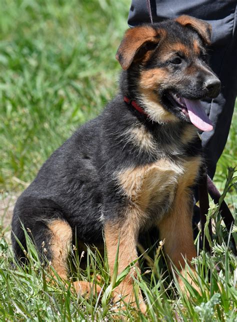 Athene X Kasper GERMAN SHEPHERD PUPPIES. FATHER: Kasper Von Chipsy Taim BH, IGP1, KKL 1. MOTHER: (She is the Mother of my new litter and owned by me, co-owned by Amel Sefer. ) Athene Vom Eidental BH, IGP1. 3 males and 3 females were born September 28, 2020..