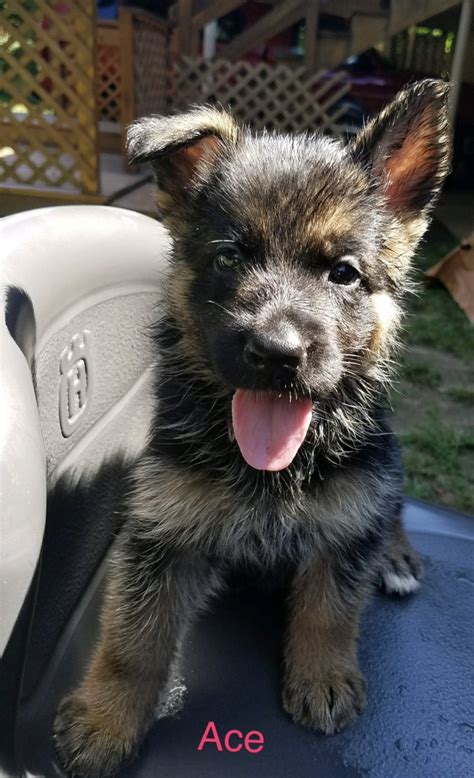 German shepherd puppies for sale in charlotte nc. Page 2 - German Shepherd Puppies for sale in Charlotte, nc from top breeders and individuals. PetzLover helps you to find your lovable pets to your home. 