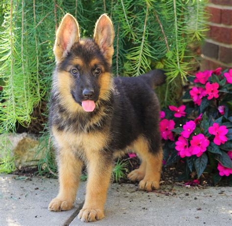 German shepherd puppies for sale ohio. The German shepherd, formerly called ‘Alsatian Wolf Dog’ in the UK, is a type of breed of dog that originated as far back as the 18th century. It is a medium to large-sized dog very well known for its strength, trainability, and intelligence. It has been famously used in disability assistance, search-and-rescue missions, police/military ... 