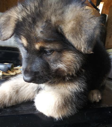 Adopt German Shepherd Dogs in New York. Filter. 23-10-18-00317 D021 ... Male and Female Mal/Shepherd mix puppies available. Kennel trained, basic obedience, come with .... 