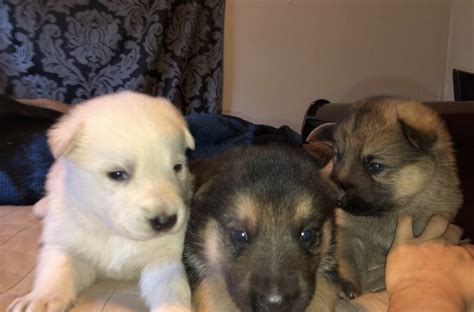 Baumwolle German Shepherds Midwest offer purebred Black and Red German Shepherd Puppies for sale - GSD Champions IGP, VA, and IPO to Arkansas, Missouri, .... 