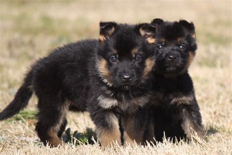 Dogtime.com recommends estimating the total amount of food based on its expected adult weight with the goal of gaining 1 to 2 grams per pound each day. Puppy foods vary based on composition and most brands provide a recommended amount based.... German shepherd puppies oklahoma