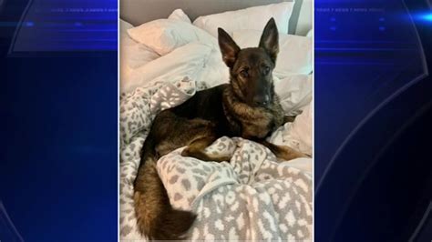 German shepherd puppy found abandoned in South Miami-Dade adopted by Stuart schoolteacher