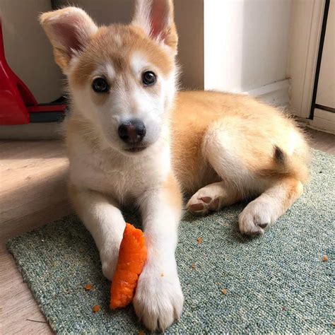 German shepherd red husky mix. Published date: March 1, 2022. Updated date: January 22, 2024. This article was reviewed and fact checked If you have found any errors, please contact us! The German … 
