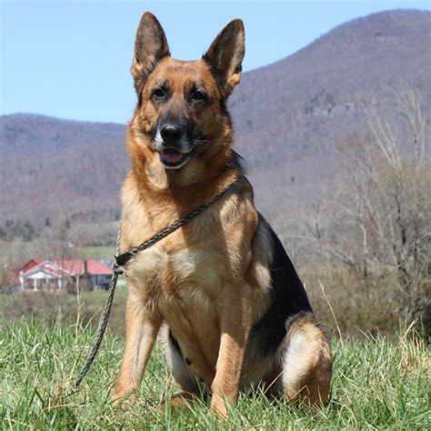 "Click here to view German Shepherd Dogs in Kentucky for adoption. Individuals & rescue groups can post animals free." - ♥ RESCUE ME! ♥ ۬. 