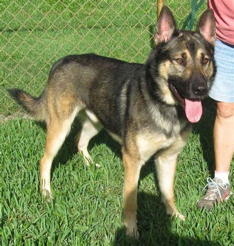 German shepherd rescue tampa. German Shepherds are some of the most intelligent and loyal breeds of dogs. They make excellent family pets, but they can also be trained to perform a variety of tasks, from search and rescue to police work. 