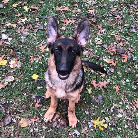 German shepherd rescue wisconsin. .  <a href=https://crm.mega-hockey.ru/svjvu/aluminum-r...