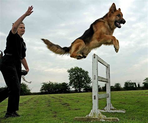 German shepherd training. Step 2: Basic Training. Once your dog is comfortable in different environments and social situations, you’ll want to focus on some general obedience training. Obedience is one of the essential skills your German Shepherd must possess if it’s to become a police dog. They need to respond accurately to commands without hesitation since it will ... 