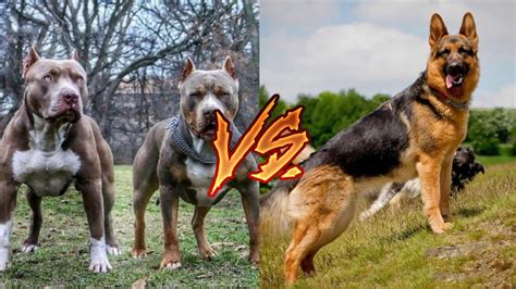 German shepherd versus pitbull fight. The German Shepherds are 23 to 26 inches tall whereas Pitbulls stand much shorter at 18 to 22 inches in height. An adult German Shepherd weighs about 40kgs (50 to 90lbs) and Pitbulls around 30kgs (30 to 65lbs) depending, of course, on the dogs’ diet and training. Pitbulls eat less, around 2.5 cups of food a day, given their smaller built but ... 