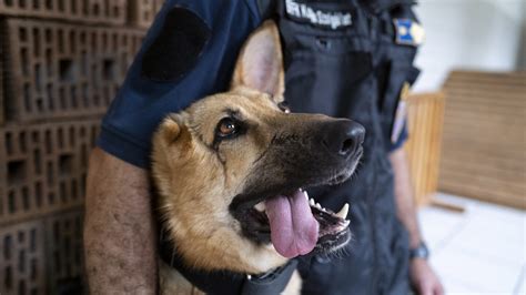 German shepherd wounded in Ukraine gets new start as Hungarian police dog