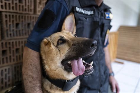 German shepherd wounded in Ukraine gets new start as police dog