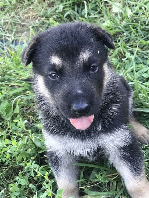 German shepherds for sale in ky. Betty & Jigger Male Puppy #3 (100% DDR) $ 2,000.00. German Shepherd Puppy For Sale in Badger, Alabama, US. Male. Registration: AKC. Age: 1 year 1 month 3 days. View Detail. 