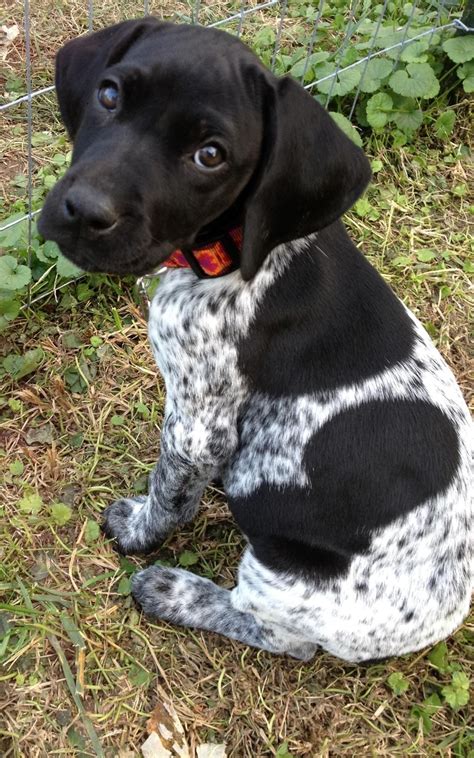 German shorthair mix puppies. This mixed breed is a combination of two of the most popular dog breeds in the world, the German Shorthair and the Labrador Retriever. Both breeds are known for their intelligence, loyalty and trainability. However, like all mixed breeds, the German Shorthair-Labrador Retriever mix is prone to some health problems. 