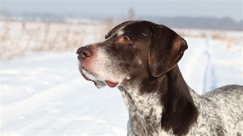 The first German Shorthaired Pointers were bred in Germany in the late 1800s by breeders who wanted an all-round hunting dog that was also a friendly companion. They couldn’t have been more .... 