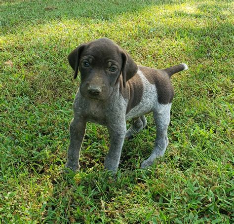 Puppies.com will help you find your perfect German Shorthaired Pointer puppy for sale in Cadiz, KY. We've connected loving homes to reputable breeders since 2003 and we want to help you find the puppy your whole family will love. ... German Shorthaired Pointer. Nashville, TN. Male, Born on 10/28/2023 - 19 weeks old .... 